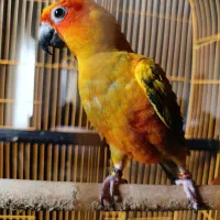 طوطی خورشیدی