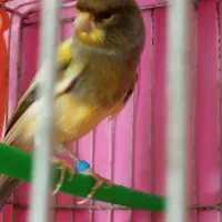 قناری نر مست کرده ابلغ|پرنده|مشهد, یاس|دیوار
