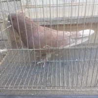 گرگی وسرخ پرشی|پرنده|تیران, |دیوار