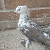 کبوتر پرپا|پرنده|قم, چهار مردان|دیوار