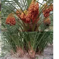 خرید وفروش پاجوش نخل