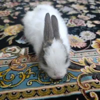 خرگوش لپ|موش و خرگوش|یاسوج, |دیوار