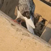 جوجه کفتر گمشده