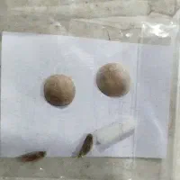 سنگ مهره انگشتر|بدلیجات|طرقبه, |دیوار