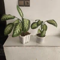 دیفن باخیا شاداب