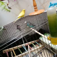 مرغ عشق مولد برای جوجه کشی  و هر دو تقریبا  دستی