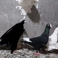 قره سوری ماده جفت دم سفید