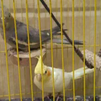 عروس هلندی