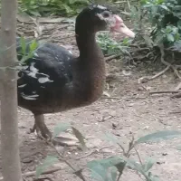 جوجه اردک اسراییلی