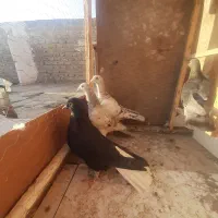 ۴ تا ماده خوشتیپ صورت دار خوراک جفت