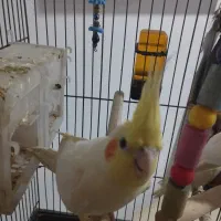 عروس هلندی|پرنده|تربت جام, مسکن مهر|دیوار