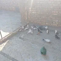 17عددکفتریکجادونه ۱۵۰هزارتومان