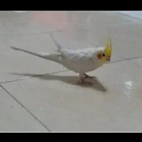 عروس هلندی ۸ماهه نر همراه باقفس و دون و همه چیز