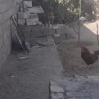 سگ مالینیوز  تربیت شده