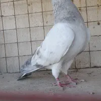کبوتر شامی