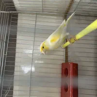 جفت قناری موزاییکی فروشی