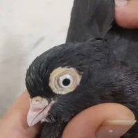 زاغ ابادانی