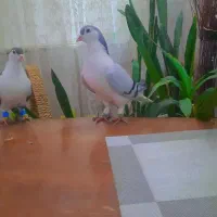 یک جفت کفتر ساده امری آبی نر با ماده مشکی|پرنده|تربت جام, شهرک معلم|دیوار