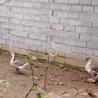 قوغاز|حیوانات مزرعه|آستانه اشرفیه, |دیوار