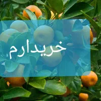 اجاره باغ مرکبات پرتقال لیمو سنگی لیمو شیرین