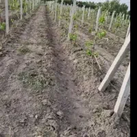 کارگر‌باغ‌باغبانی،بیل‌زنی