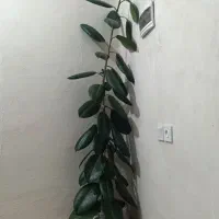 فروش گل