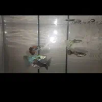 ماهی گوپی نژاد بلو مسکو خاص