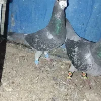 کفتر یا کبوتر|پرنده|تربتحیدریه, پائین ولایت|دیوار