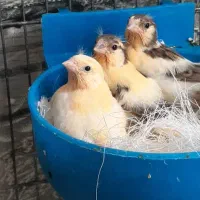 قناری نر ،ماده ،جوجه