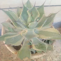 گل آگاو|گل و گیاه طبیعی|شهرکرد, |دیوار