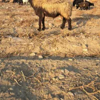 قوچ گله بره نر و بر ماده شیر مست|حیوانات مزرعه|بندرعباس, |دیوار