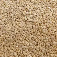 گندم بذر سیروان بوجاری شده