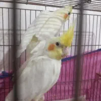 عروس پاریس