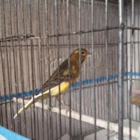 قناری ابلغ سرخ