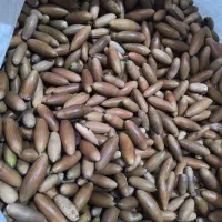 فروش عمده بلوط مازدار|عمدهفروشی|بانه, |دیوار