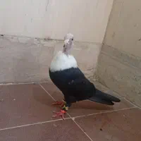 جوجه کله سفید|پرنده|بندر ماهشهر, |دیوار