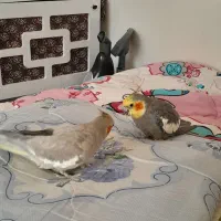 دوتا عروس هلندی نرماده سالم