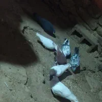 ۷تا کبوتر بالا رو