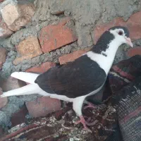 کبوتر