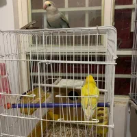 کوتوله سخنگو خوشرنگ جفت وجوجه توضیحو بخون|پرنده|گلبهار, نوبهار|دیوار