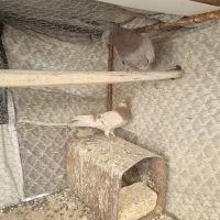 سرخ پیس|پرنده|پیر بکران, |دیوار