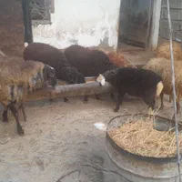 3 عدد بره 35 کیلویی