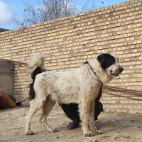 سگ های نگهبان آلابای توله و بالغ گلستان گنبدکاووس