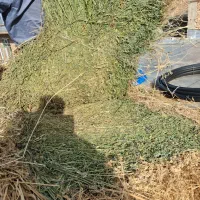 یونجه ۳۲۰۰۰۰۰ت