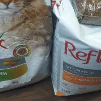 غذای گربه