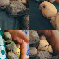 کوتوله سرلاکی