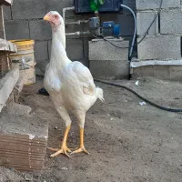 مرغ لاری نسلدار|حیوانات مزرعه|گمیشان, |دیوار