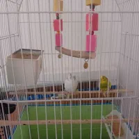 دوعدد مرغ عشق ماده به همراه قفس