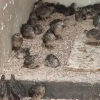 بلدرچین.   خوراک.   مولتی ویتامین جم