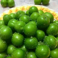 گرجه سبز ابدار بزرگ